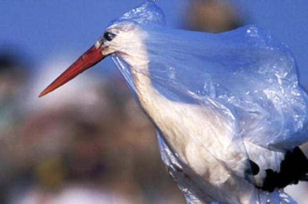 Морские птицы зачастую не могут сами освободиться от пластикового пакета, грозящего им невозможностью летать или даже удушением  / ©northernarizonaaudubon.org