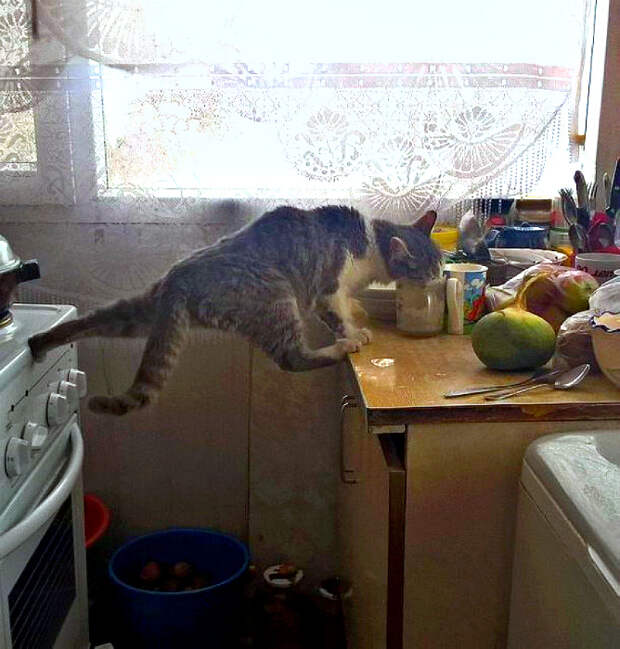 Чего не сделаешь ради чашечки кофе со сливками. | Фото: WarNet.ws. Чего не сделаешь ради чашечки кофе со сливками. | Фото: WarNet.ws.
