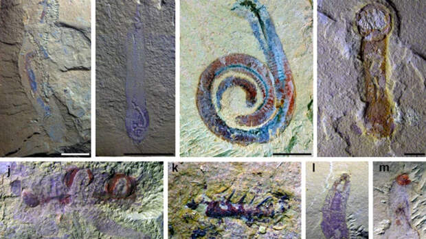 Палеонтологи обнаружили в Китае древнейшие ясли