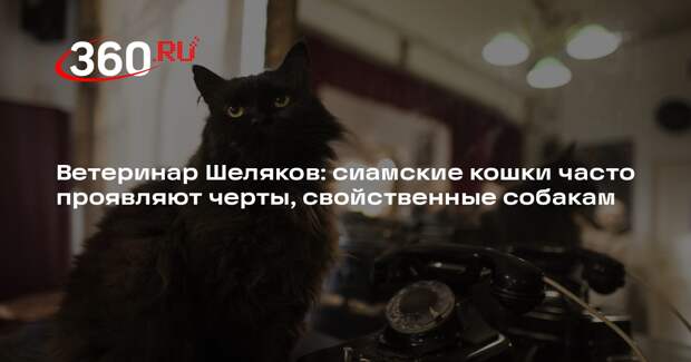 Ветеринар Шеляков: сиамские кошки часто проявляют черты, свойственные собакам