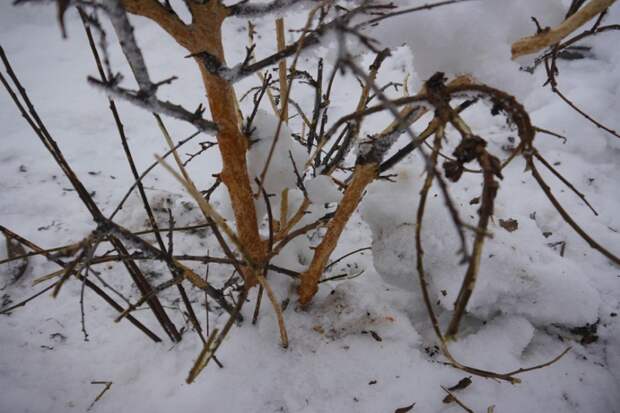 Срочно спасать дачу от мышей 23 февраля призвали новосибирцев агрономы