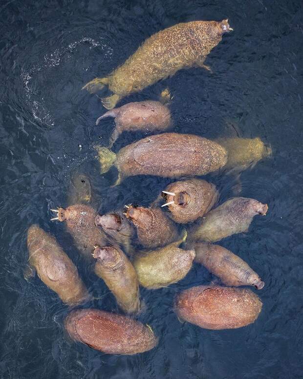 Дикие животные и подводный мир на снимках Дмитрия Коха