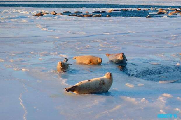 Солнечные ванны: нерпы облюбовали лёд у Токаревского маяка во Владивостоке