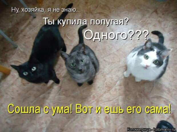 Свежая котоматрица (33 фото)