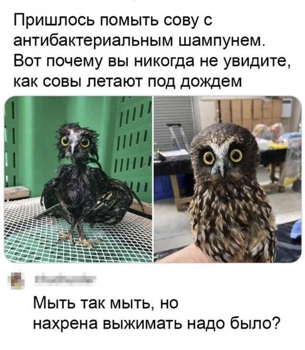 Смешные комментарии к постам в социальных сетях