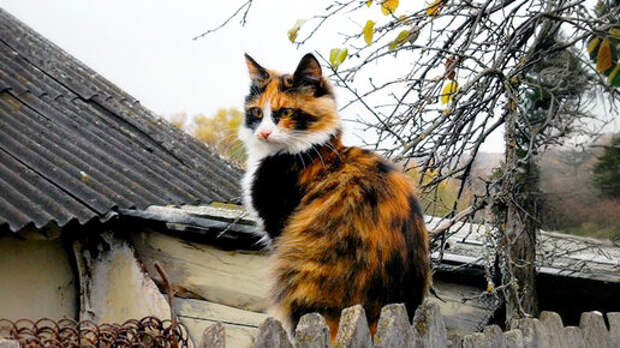 Фрося - сибирячка