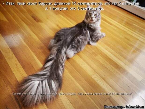 Лучшие котоматрицы недели (50 фото)