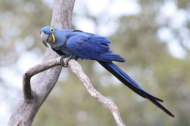 Гиацинтовый Ара. | Фото: neotropical.birds.cornell.edu.