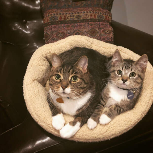 59121838_original (700x700, 397Kb)