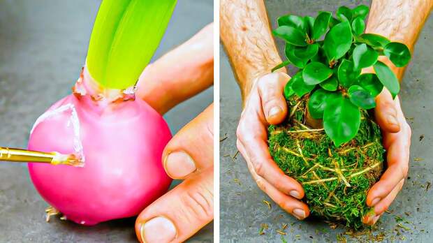 10 Креативных идей, как красиво выращивать цветы и растения дома и на даче