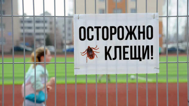 Роспотребнадзор: энцефалитом в РФ можно заразиться без укуса клеща