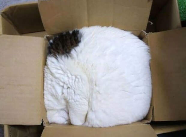 Cat.rar