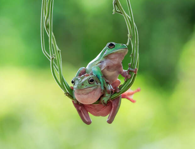 frog-photography-tantoyensen-11-5836fb76c6bac__880