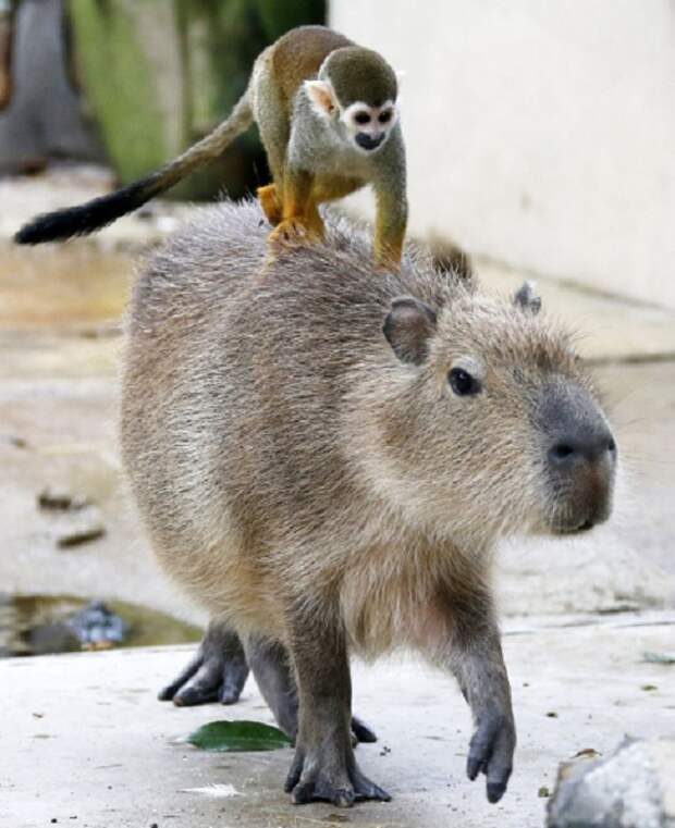 Саймири катается на спине у капибары, Зоопарк Тобу, Сайтаме, Япония.