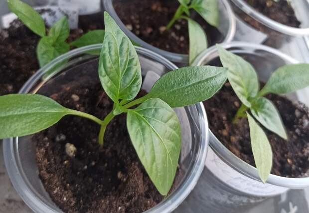 Агроном Тихонова рекомендовала дачникам не ориентироваться на лунный календарь