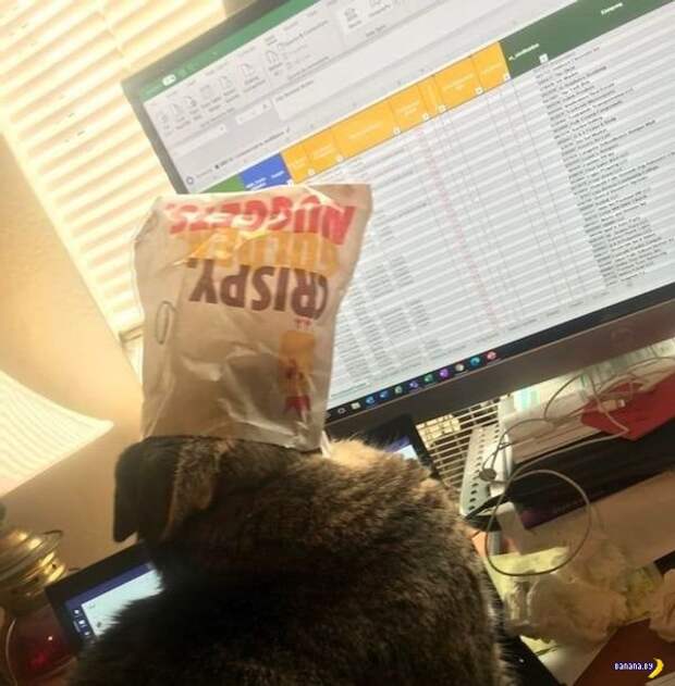 Животный мир! Животный мир!