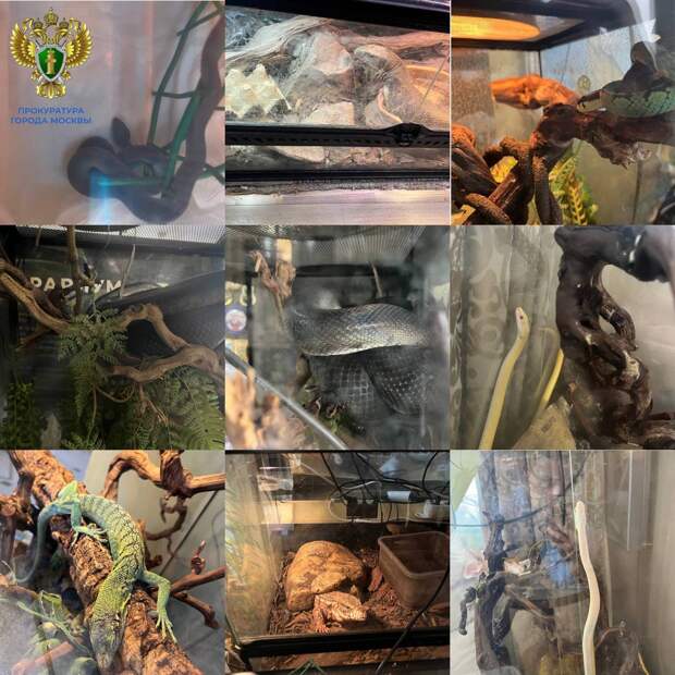 Дома у укушенной ядовитой змеей 16-летней россиянки нашли огромный террариум