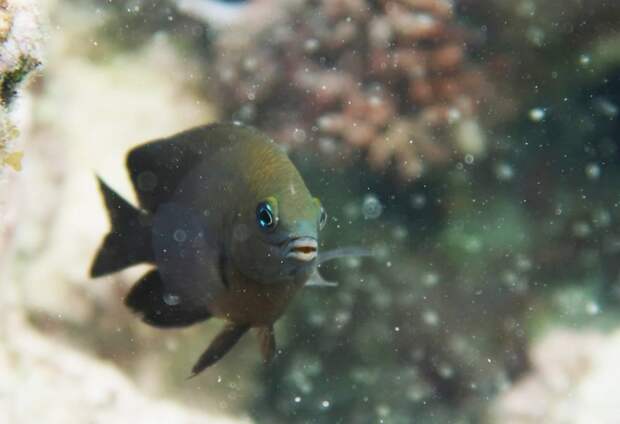 В Карибском море нашли рыб, приручивших мизид для выращивания водорослей