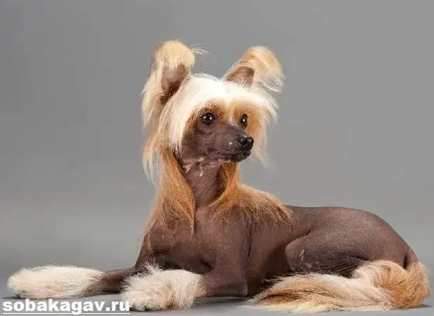 Китайская хохлатая собака. Описание, особенности, уход и цена китайской хохлатой