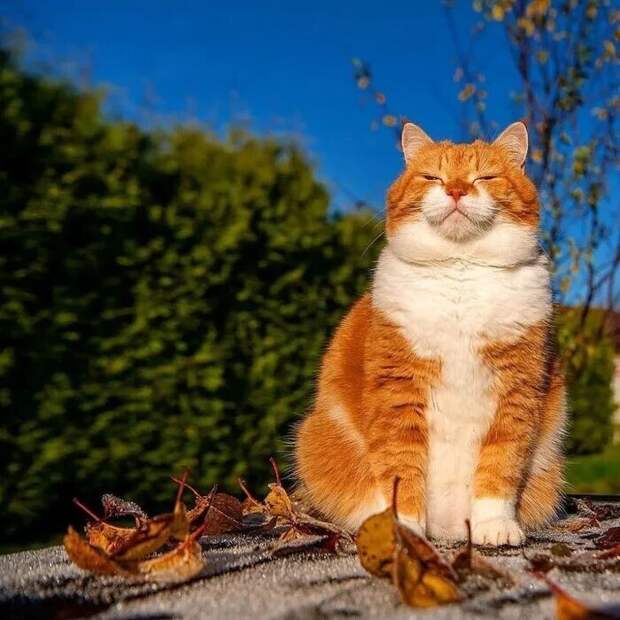 Великолепный рыжий котяра из России очаровывает соцсети