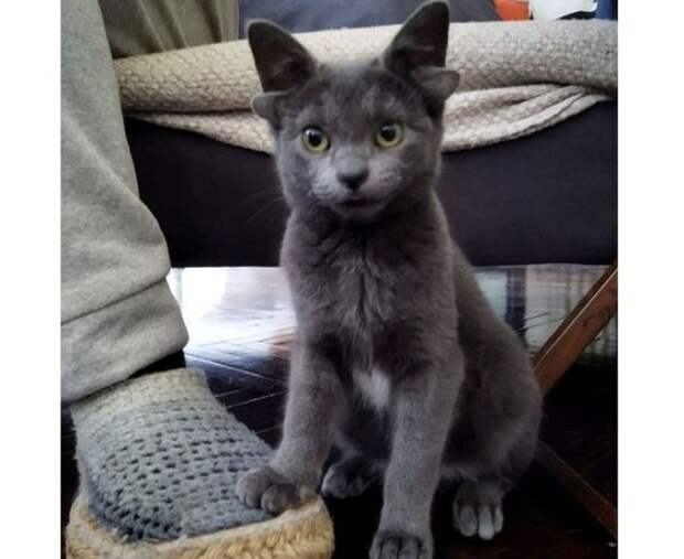 Четырехухий котенок по имени Мидас живет в Турции.