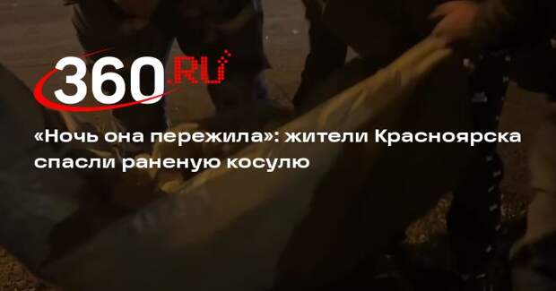 Красноярцы спасли израненную напавшими собаками косулю