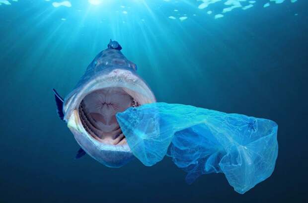 Вода защищает пластиковые пакеты от ультрафиолета, поэтому они в ней подолгу не разрушаются / ©living.anveya.com