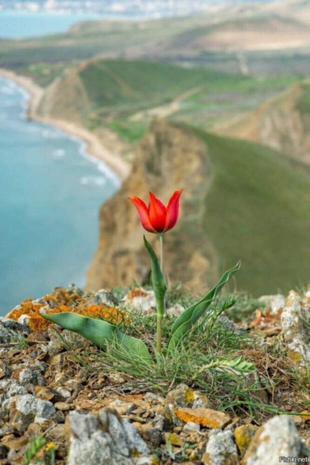 2425fc50efa72751dde74cf2b170407a (466x700, 331Kb)