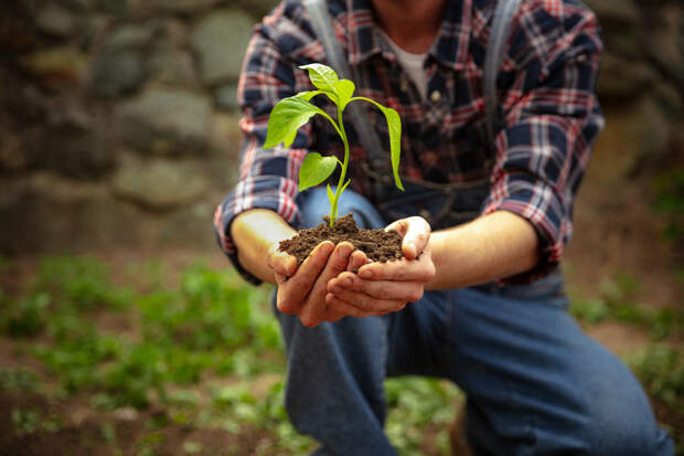 Когда сажать перец в 2026 году? Пошаговая инструкция по посадке — семенами и рассадой