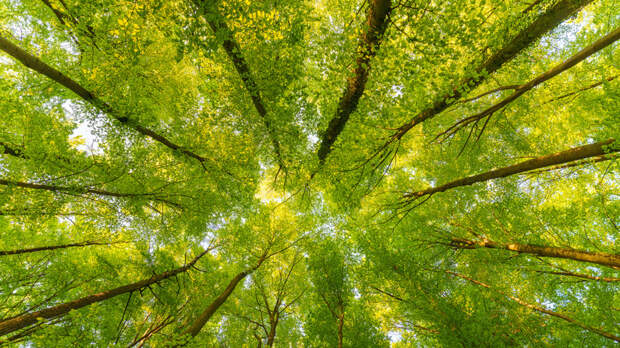 В Перми создали комиссию по охране ценных деревьев