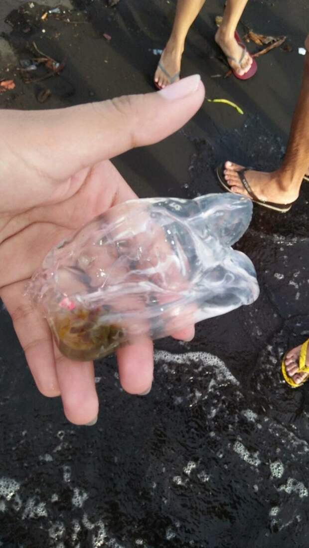 Жители Филиппин обнаружили животное, похожее на кусок пластика в мире, вода, животные, находка, филиппины
