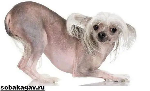 Китайская хохлатая собака. Описание, особенности, уход и цена китайской хохлатой
