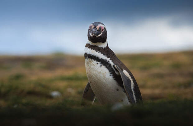 Антарктические пингвины: самые обаятельные и привлекательные