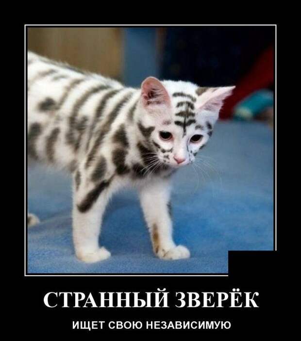 demotivatory-demotivator-smeshnye-demotivatory-demotivator-so-smyslom