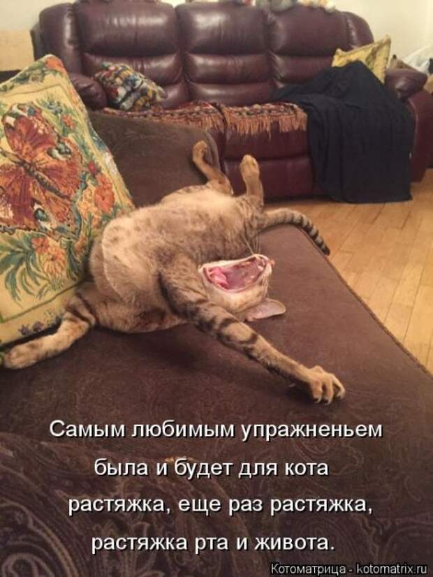 Лучшие котоматрицы недели (50 фото)