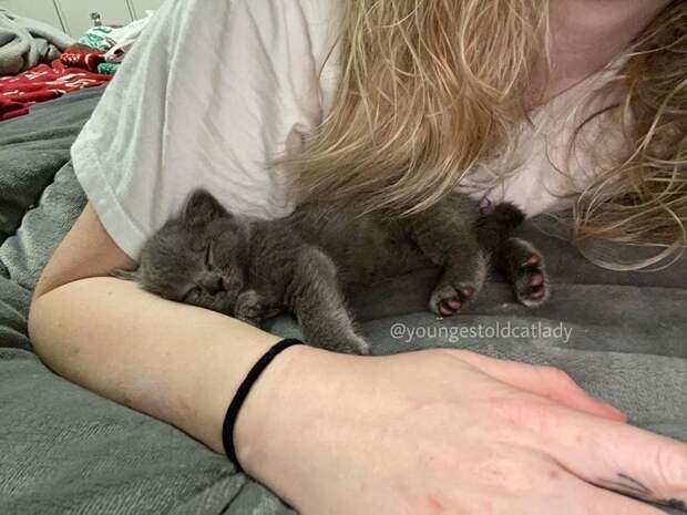 Без кота и жизнь не та