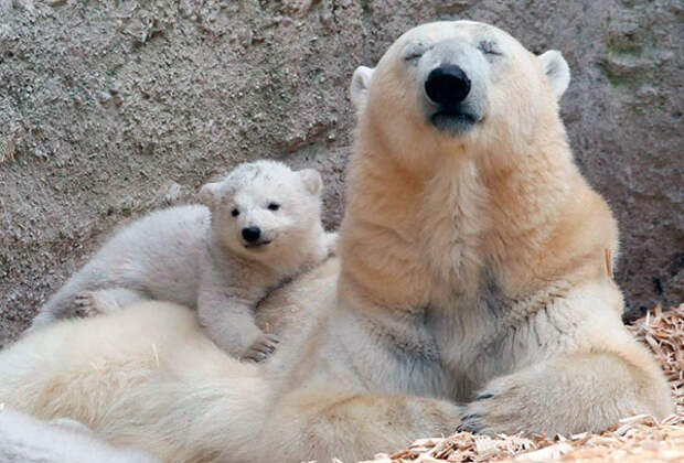 Беременность белой медведицы длится, примерно, 195 - 262 дня