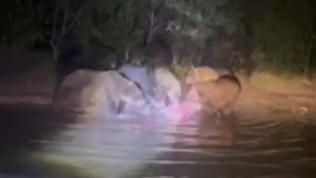 Около десятка медведей ужинают на берегу реки / Кадр из видео: