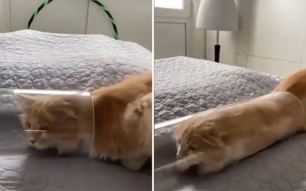 Втиснулся: на видео сняли еще одно доказательство того, что коты — жидкость