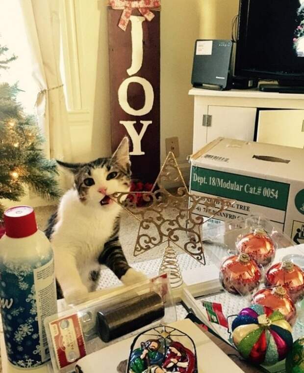 20 бесподобных котов, вступивших в неравный бой с новогодними украшениями