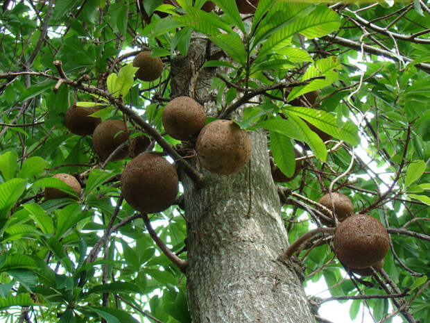 Почему бразильские орехи не научились выращивать и до сих пор собирают в лесу