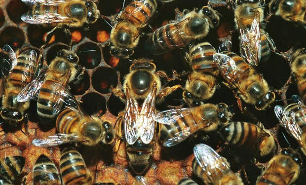 Африканизированные пчелы