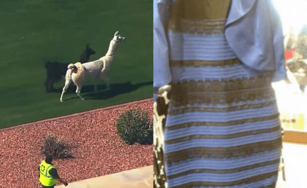 Llama Chase and the Dress best internet day ever