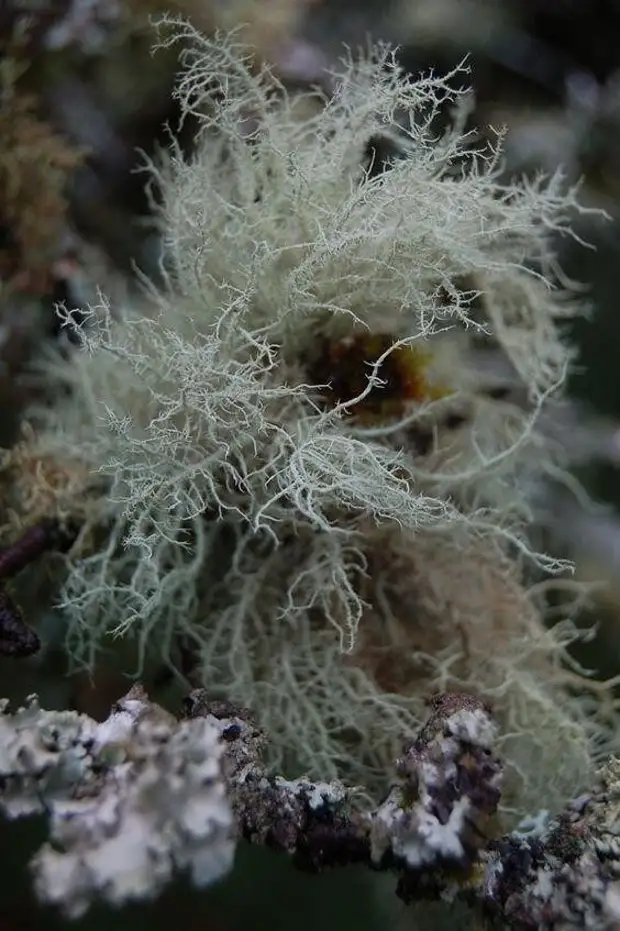 Лишайники интересное. Types of Lichens. Что такое болезнь лишайник на человеке как выглядит.