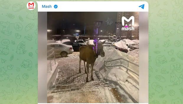 Лоси штурмуют автобусы и подъезды: в Подмосковье нашествие сохатых