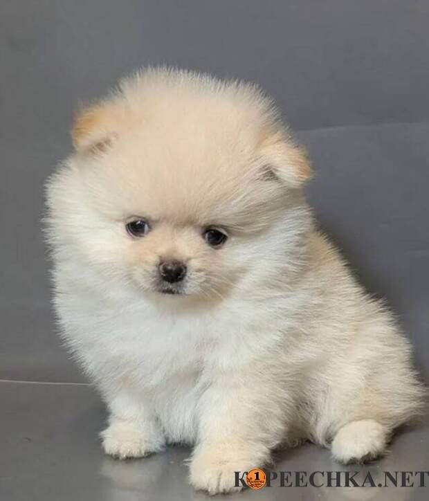 Щенки Померанского Шпица в Авдеевке - 17 000 руб