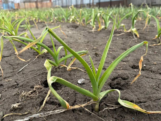 Полейте чеснок с 1 по 10 мая: всего 40 граммов на ведро — головки вырастут с кулак