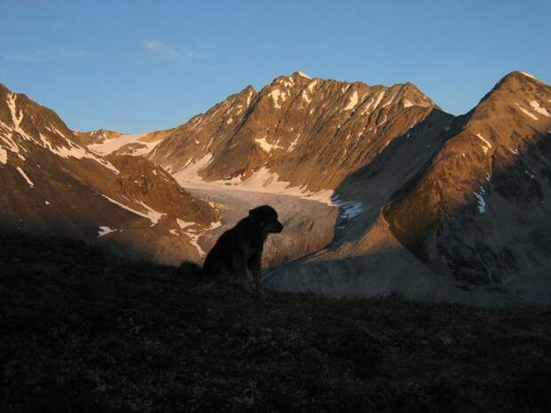 Трогающая до слез история спасения хозяина собакой, ценой собственной жизни пес спас хозяина ценой жизни, Мейсон спас хозйяку от волка, собака защитила хозяина от волка