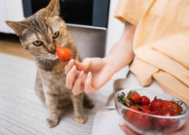 Клубника весьма полезная ягода для кошек, однако может вызывать аллергию. Давать её следует в очень малых количествах.