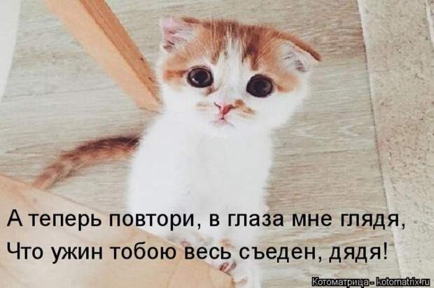 Лучшие котоматрицы недели (50 фото)